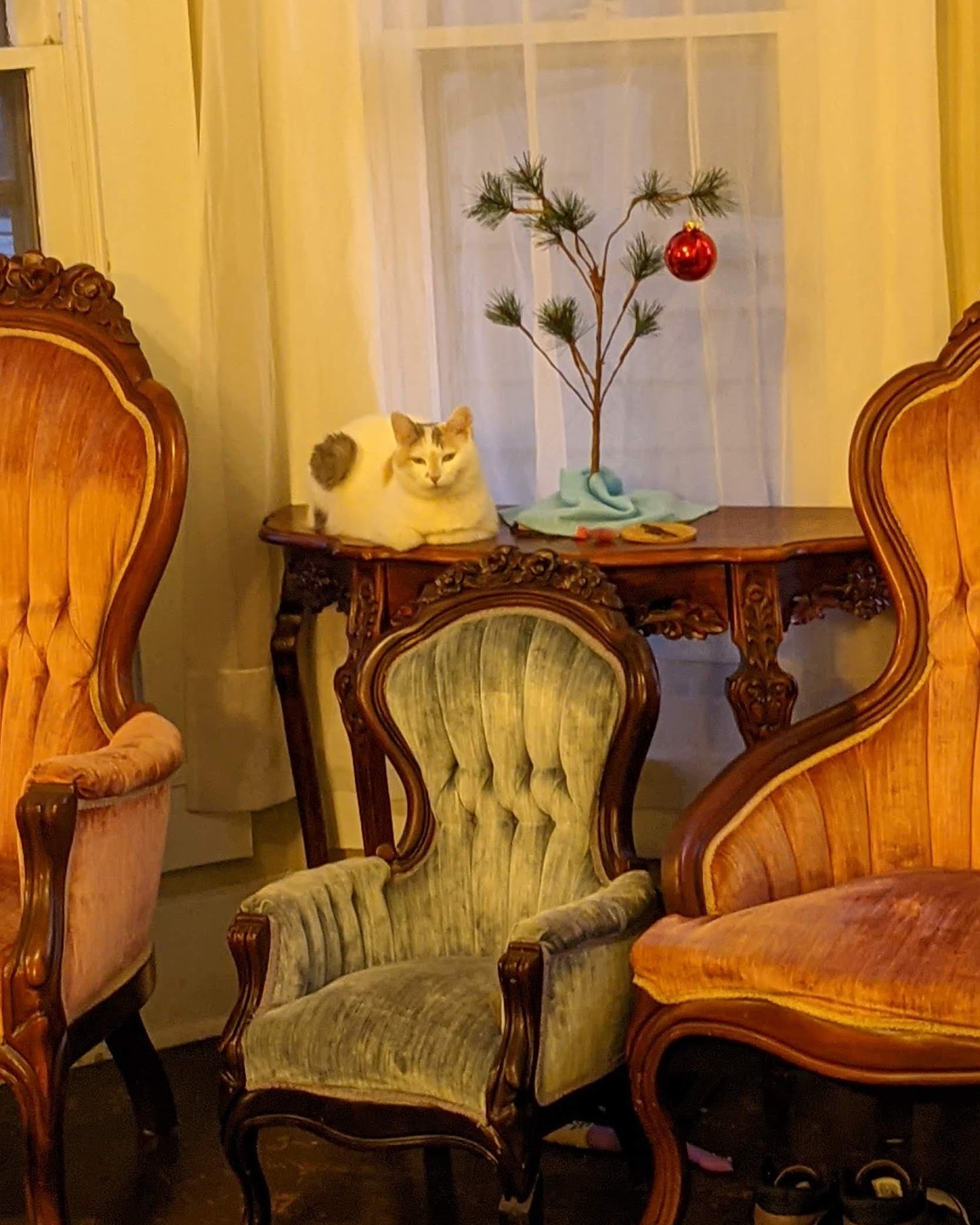 White cat posed with good posture on a table decorated with a holiday tree, and 3 chairs. 